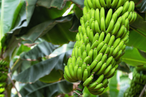 define eloquent bananas define eloquent bananas