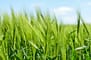 Crop health
