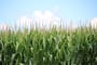 Crop Yield
